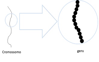 Diagnostico do Embriao II