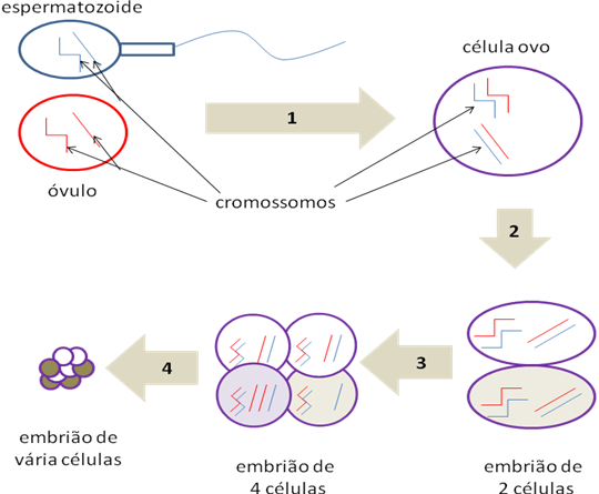 Diagnostico do Embriao